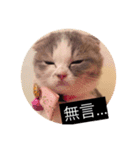 cat faces smile（個別スタンプ：8）