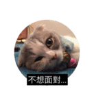 cat faces smile（個別スタンプ：11）