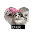 cat faces smile（個別スタンプ：12）
