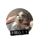 cat faces smile（個別スタンプ：13）
