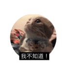 cat faces smile（個別スタンプ：14）
