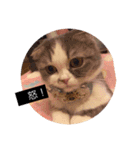 cat faces smile（個別スタンプ：15）
