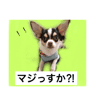 チワワ ワンコ（個別スタンプ：1）