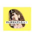 チワワ ワンコ（個別スタンプ：2）