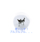 チワワ ワンコ（個別スタンプ：3）