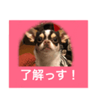 チワワ ワンコ（個別スタンプ：5）