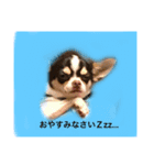 チワワ ワンコ（個別スタンプ：6）