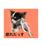 チワワ ワンコ（個別スタンプ：7）