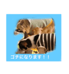チワワ ワンコ（個別スタンプ：8）