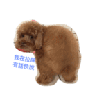 PP's daily（個別スタンプ：1）