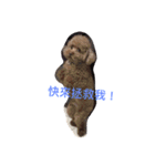 PP's daily（個別スタンプ：2）