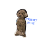 PP's daily（個別スタンプ：3）