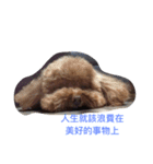PP's daily（個別スタンプ：4）