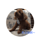 PP's daily（個別スタンプ：5）