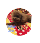 PP's daily（個別スタンプ：6）