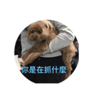 PP's daily（個別スタンプ：12）