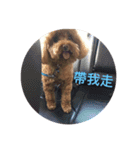 PP's daily（個別スタンプ：13）