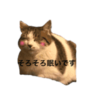 大圖家の猫（個別スタンプ：1）
