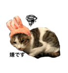 大圖家の猫（個別スタンプ：3）