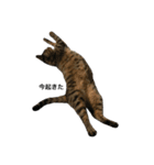 大圖家の猫（個別スタンプ：4）