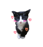 大圖家の猫（個別スタンプ：5）