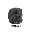 大圖家の猫（個別スタンプ：9）