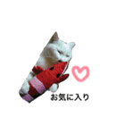 大圖家の猫（個別スタンプ：10）