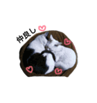 大圖家の猫（個別スタンプ：11）