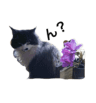 大圖家の猫（個別スタンプ：13）
