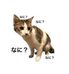 大圖家の猫（個別スタンプ：14）
