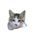 大圖家の猫（個別スタンプ：15）