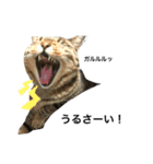 大圖家の猫（個別スタンプ：16）