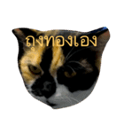 tungtongcat（個別スタンプ：1）