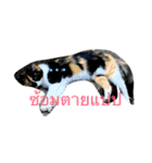 tungtongcat（個別スタンプ：4）