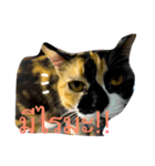 tungtongcat（個別スタンプ：5）