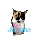 tungtongcat（個別スタンプ：6）