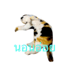 tungtongcat（個別スタンプ：7）