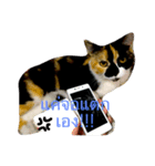 tungtongcat（個別スタンプ：8）