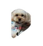 putti 1（個別スタンプ：6）