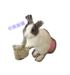 Rudy Rabbit（個別スタンプ：5）