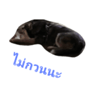 Moomoo Cute Dog（個別スタンプ：1）