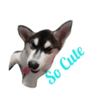Moomoo Cute Dog（個別スタンプ：3）