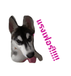 Moomoo Cute Dog（個別スタンプ：7）