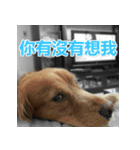 Jinboadog（個別スタンプ：3）