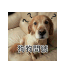Jinboadog（個別スタンプ：4）