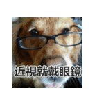 Jinboadog（個別スタンプ：5）