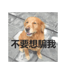 Jinboadog（個別スタンプ：6）