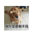 Jinboadog（個別スタンプ：7）