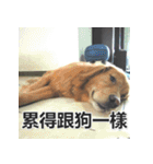 Jinboadog（個別スタンプ：10）