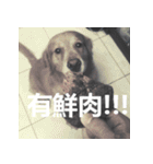 Jinboadog（個別スタンプ：11）